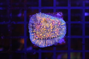 CB El Diablo Chalice NZ Beispielbild