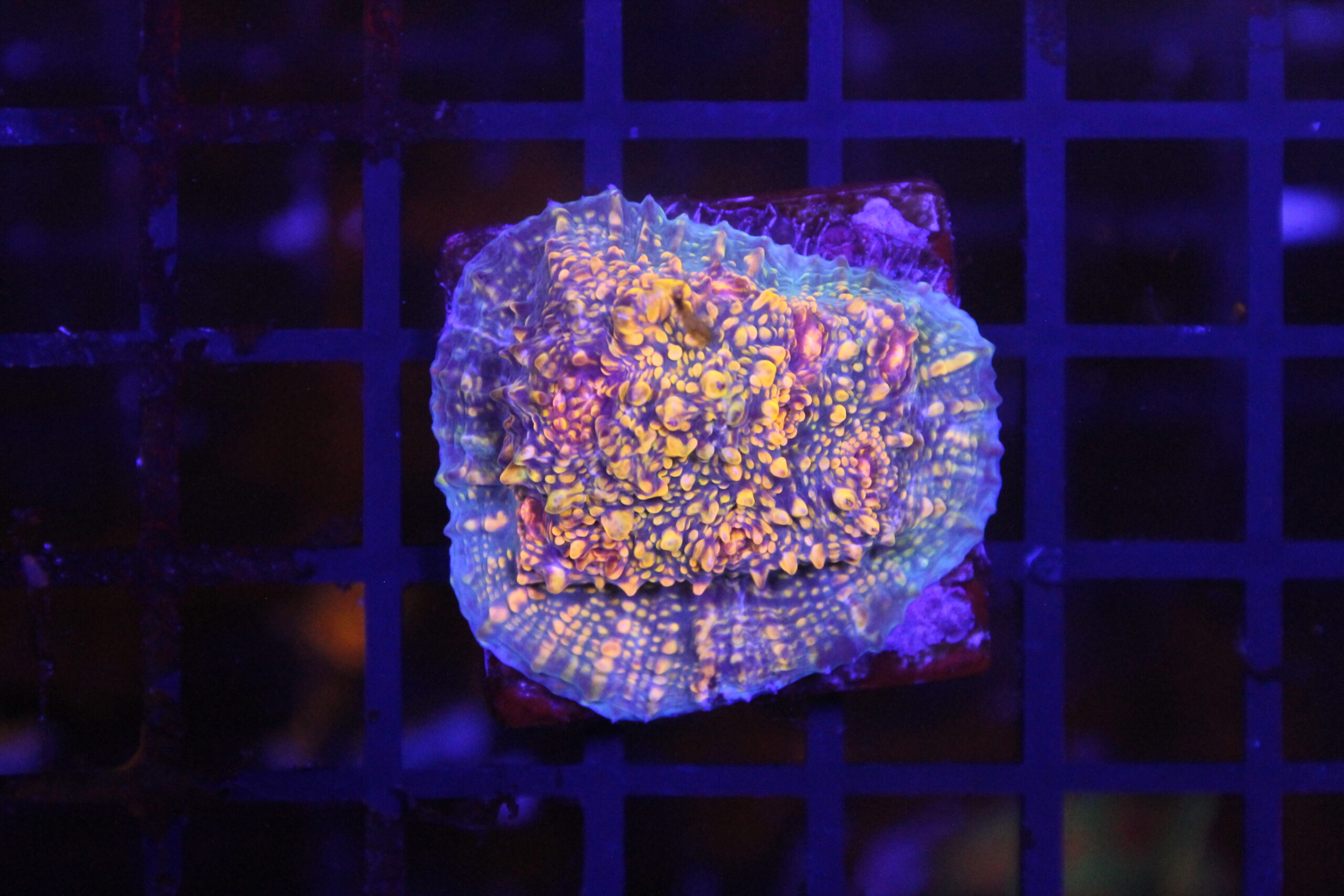 CB El Diablo Chalice NZ Beispielbild