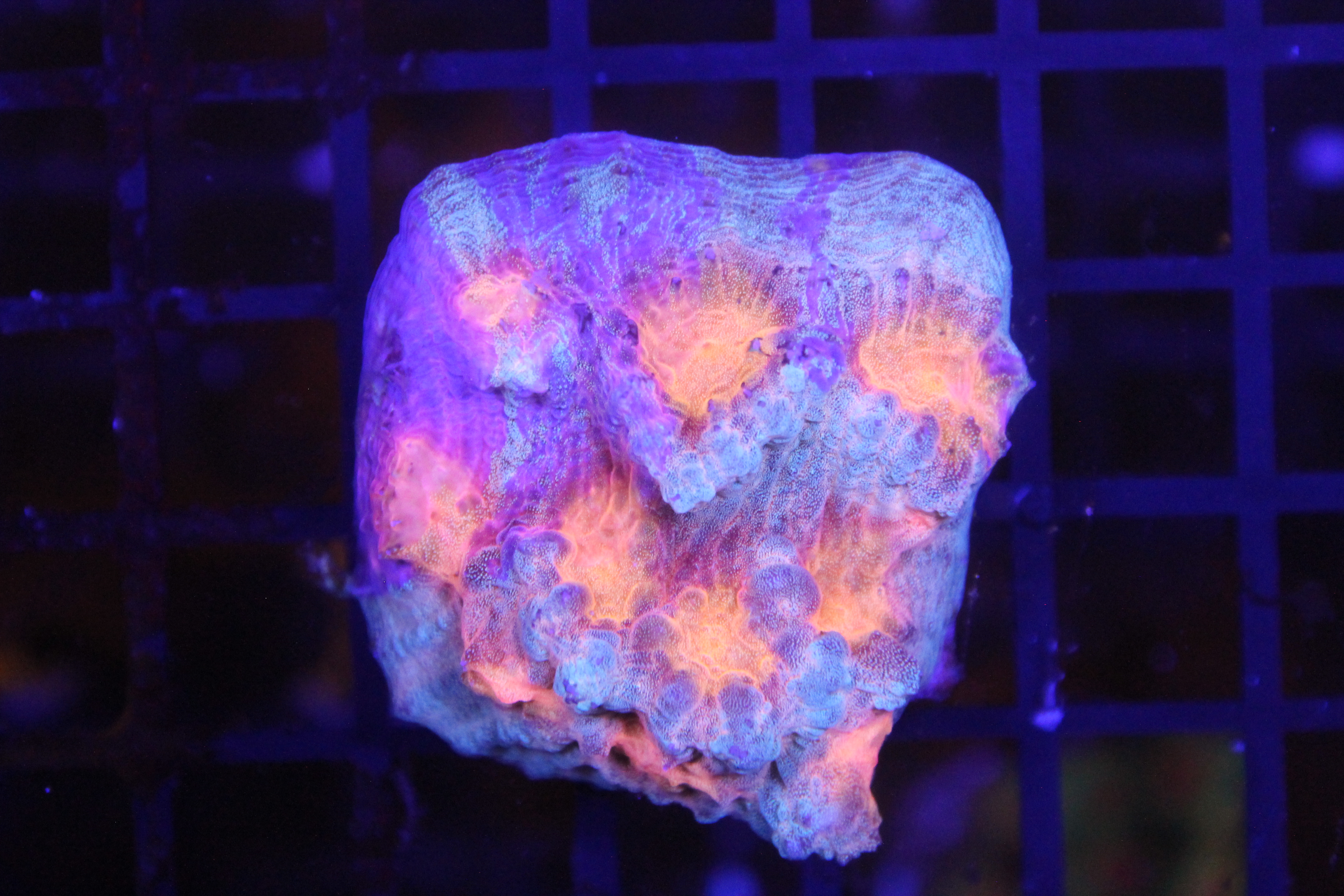 Electric Cotton Candy Chalice NZ Beispielbild