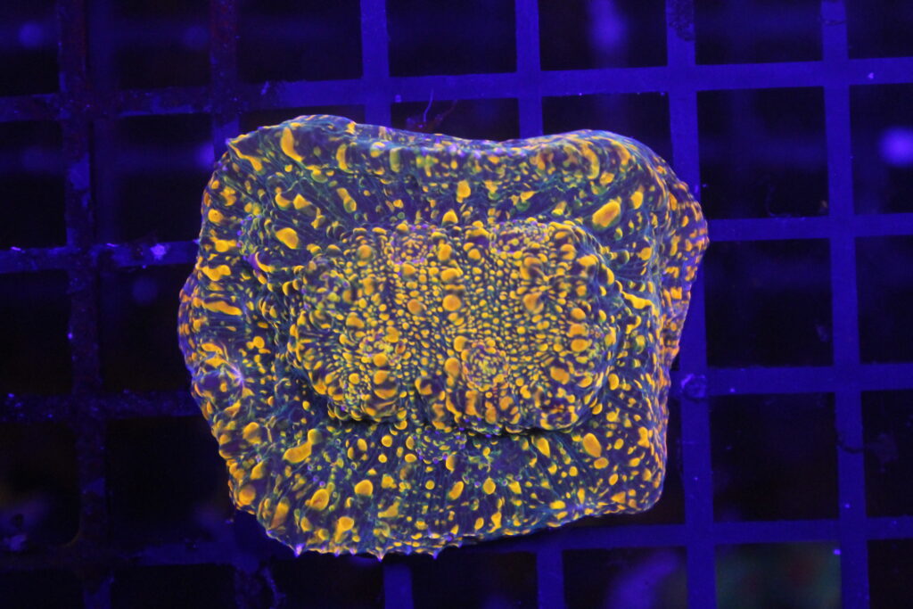 WWC Stellaria Chalice NZ Beispielbild