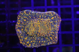 WWC Stellaria Chalice NZ Beispielbild