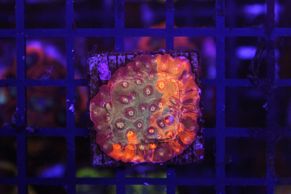 Grafted Sunkist Cyphastrea NZ Beispielbild