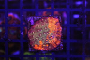 Grafted Sunkist Cyphastrea NZ Beispielbild